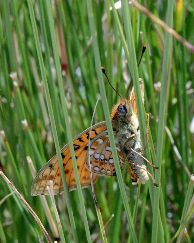 Argynnis adippe ?
